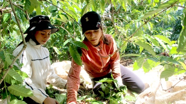 Giải pháp đưa cà phê Việt vượt qua cuộc khủng hoảng về giá