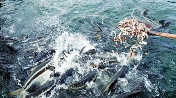 Tập huấn nuôi cá biển công nghiệp