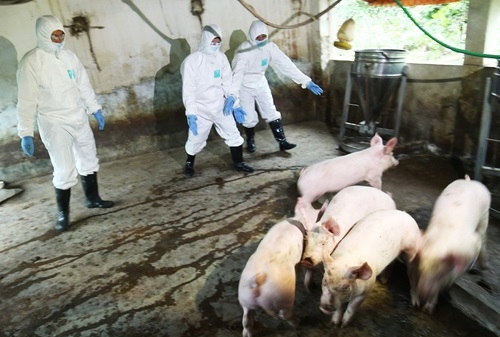 Hà Nội: Quyết liệt phòng, chống dịch tả lợn Châu Phi