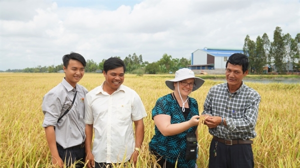Sản xuất lúa gạo bền vững theo tiêu chuẩn SRP
