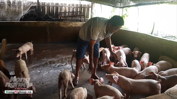 Bạc Liêu: Giá lợn hơi tăng, nhiều hộ tái đàn