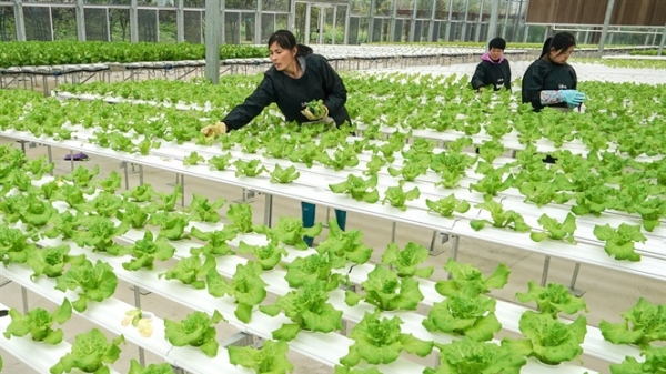 Cuộc cách mạng nông nghiệp Trung Quốc: [Bài 3] Định hình bằng khoa học - công nghệ