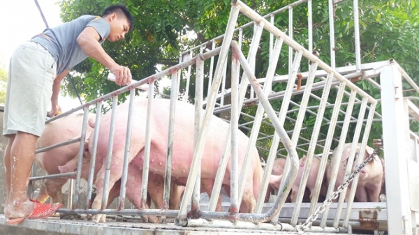 Ngăn xuất tiểu ngạch sang Trung Quốc, giá lợn trong nước sẽ hạ nhiệt