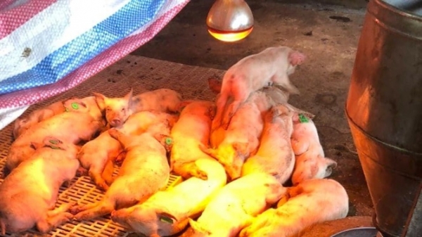 Dân cầu cứu vì mua phải 400 lợn con của Mavin nhiễm dịch tả heo Châu Phi?