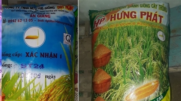Đừng phá hỏng thương hiệu lúa gạo Việt Nam vì lòng tham