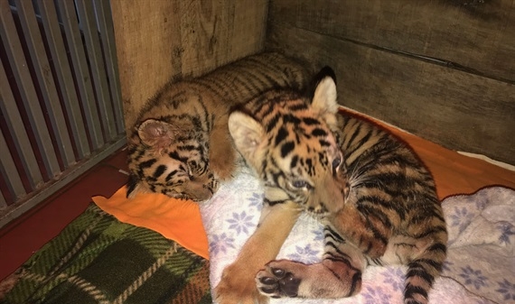 Vườn quốc gia Cúc Phương cứu hộ, tiếp nhận 2 cá thể Hổ