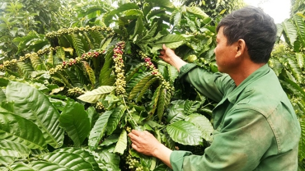 Ure sinh học lần đầu có ở Việt Nam: Giải pháp cho nông nghiệp bền vững