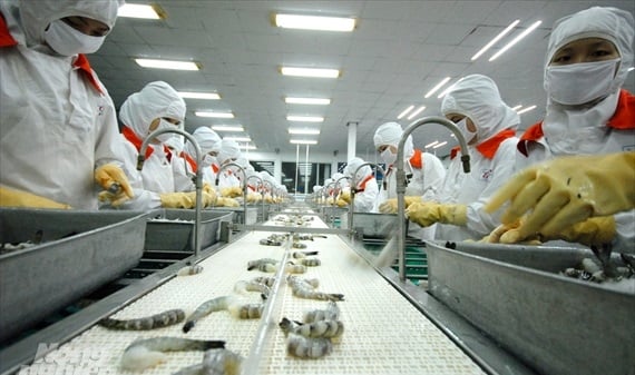 Hình ảnh 'thủ phủ tôm' Bạc Liêu, nơi nuôi tôm công nghệ cao bậc nhất