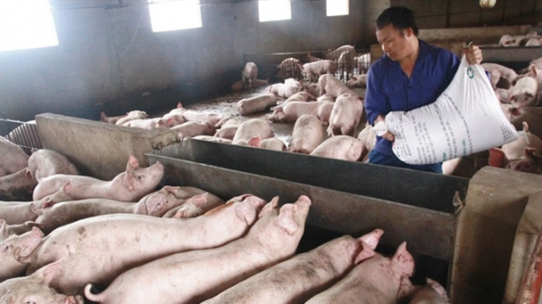 Không xuất lợn sang Trung Quốc bằng đường tiểu ngạch
