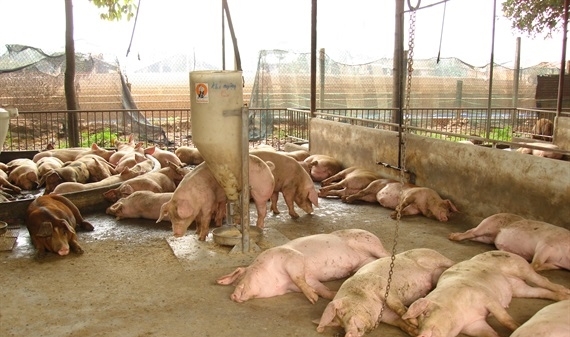 Tăng cường phòng chống lợn nhập lậu qua biên giới Tây Nam