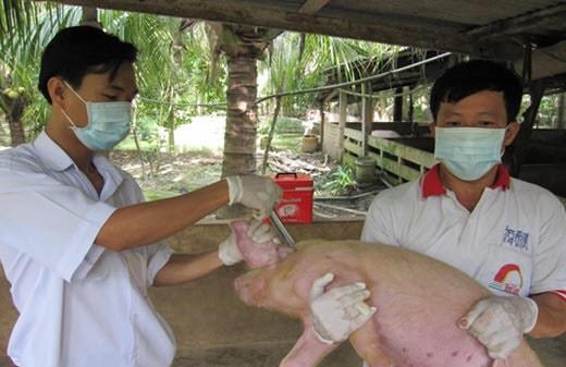 Tiêm vắc xin cho 100% gia súc vùng dịch lở mồm long móng