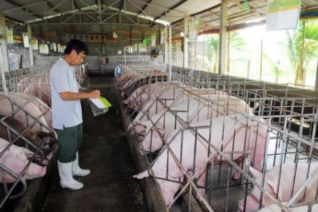 Chăn nuôi an toàn sinh học - Giải pháp phòng dịch hiệu quả
