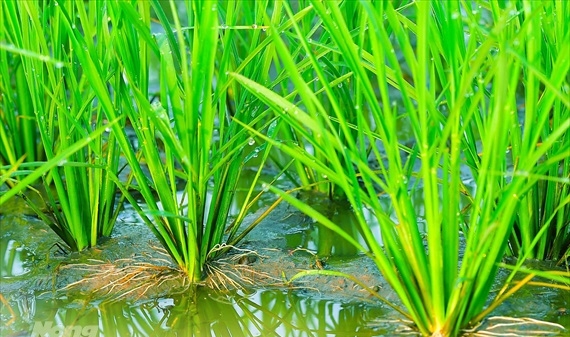 Bảo vệ bộ rễ lúa để giữ năng suất