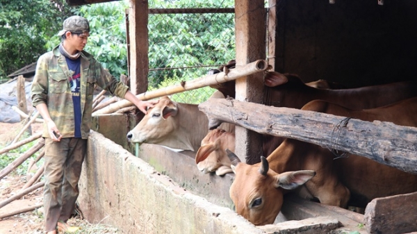 Gia Lai: Phát triển đàn gia súc ăn cỏ