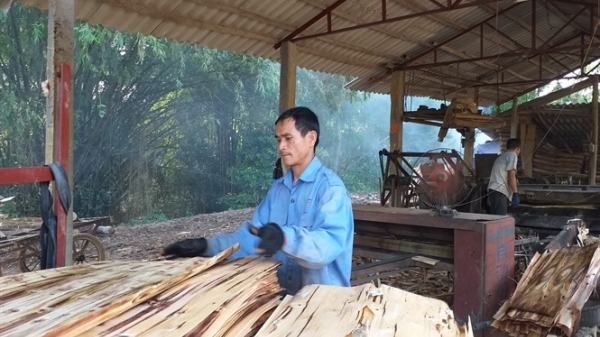 Thu 300 triệu/năm từ nghề chế biến gỗ bóc