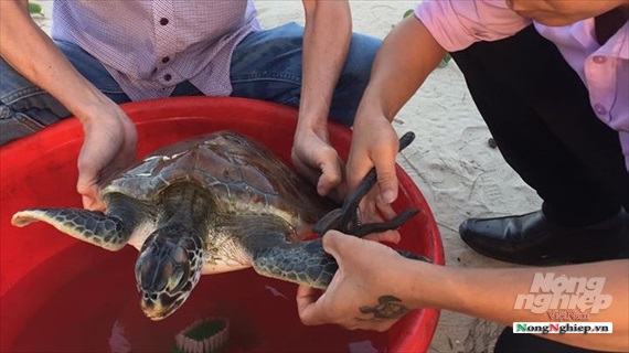 Quảng Trị: Cứu hộ cá thể rùa biển quý hiếm thứ 27 trong năm