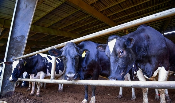 Xây dựng vùng chăn nuôi bò sữa an toàn để chiếm lĩnh thị trường Trung Quốc