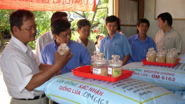 Nạn giống giả bào mòn danh tiếng gạo Việt: Giống giả và cạnh tranh bán gạo hạ giá