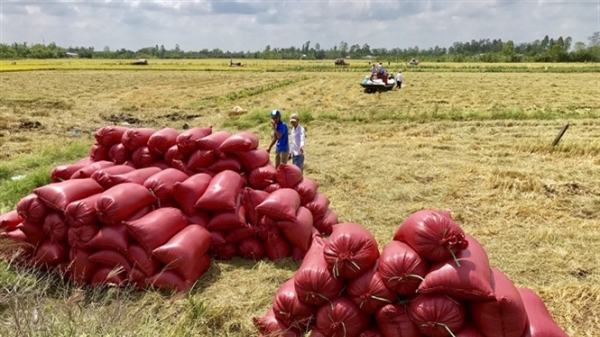 Sản xuất lúa gạo phục vụ xuất khẩu