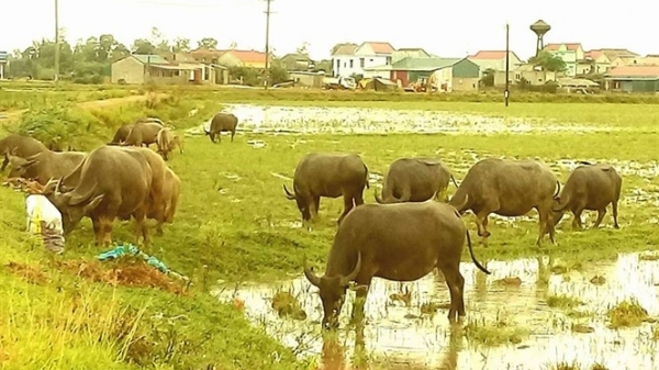 Quảng Bình: Đàn gia súc giảm mạnh do dịch chồng lên dịch
