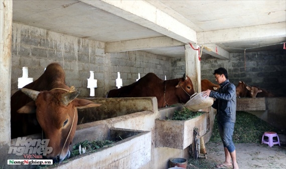 Hà Giang: Hơn 27.900 hộ chăn nuôi có chuồng trại chưa kiên cố