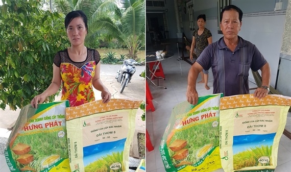 Nạn giống giả bào mòn danh tiếng gạo Việt: Nông dân ôm trái đắng vì ham giống lúa rẻ