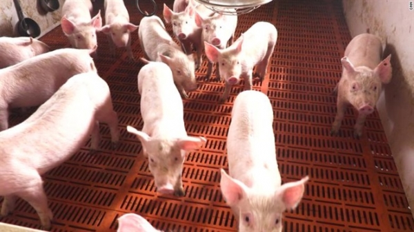 Trung Quốc tuyên bố thoát khỏi giai đoạn tồi tệ nhất của tả lợn châu Phi