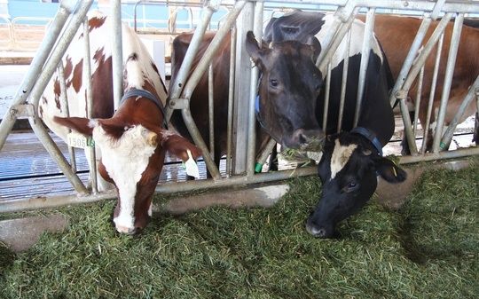 'Thủ phủ' bò sữa chất lượng cao Lâm Đồng