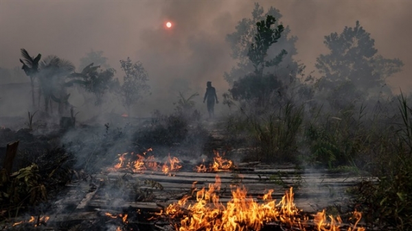 2019- năm của thảm họa đốt phá rừng