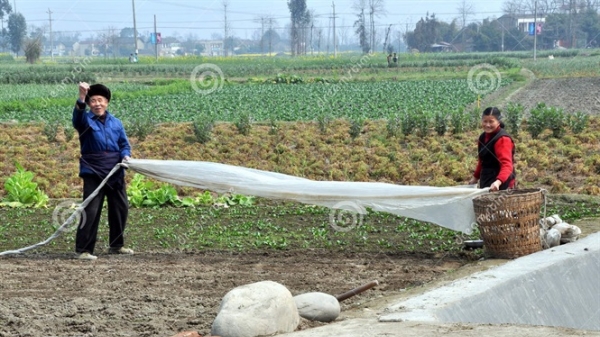 Trung Quốc chuẩn bị cấm màng phủ nilon trên cây trồng