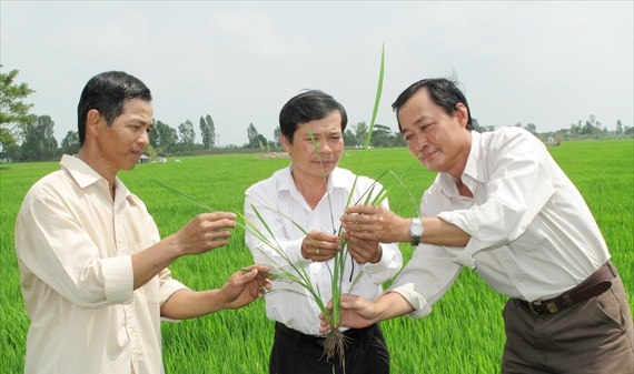 Giải pháp gia tăng số chồi hữu hiệu trong canh tác lúa
