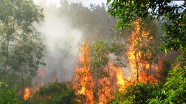 Cháy 20ha rừng ở Uông Bí