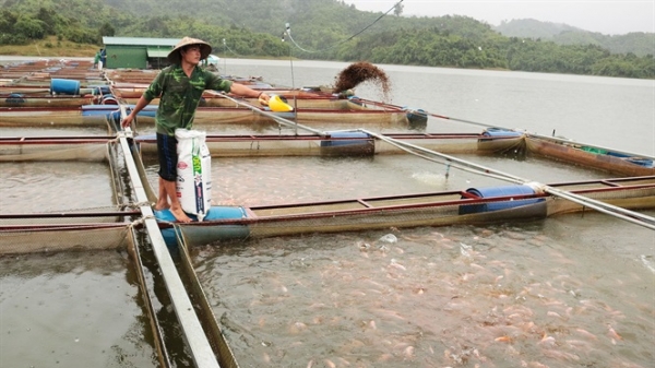 Nghề nuôi cá thu tiền tỷ ở vùng xa Lâm Đồng