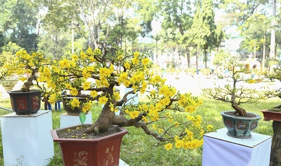 Hội Hoa Xuân thành phố Hồ Chí Minh kéo dài 12 ngày
