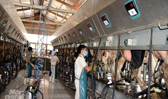 Tuyên Quang: Khơi dậy tiềm năng bò sữa