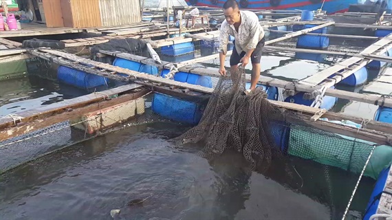 Khan hiếm cá song chấm cho thị trường Trung Quốc