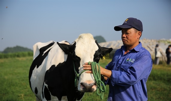 Mộc Châu Milk tìm hướng xuất khẩu sữa