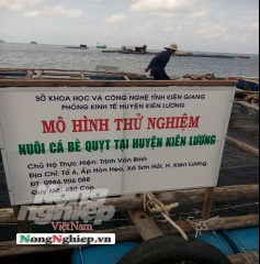 Cá bè quỵt, đối tượng nuôi mới của ngư dân Kiên Lương