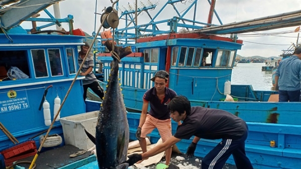 Liên kết chuỗi cá ngừ giúp ngư dân bán cá ổn định