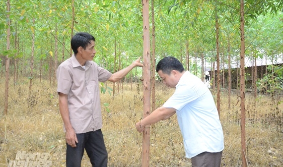 Tuyên Quang: Khai thác hơn 859.000 m3 gỗ rừng trồng