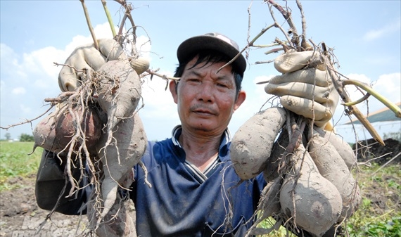Vựa khoai lang lớn nhất miền Tây xuất khẩu sang Trung Quốc