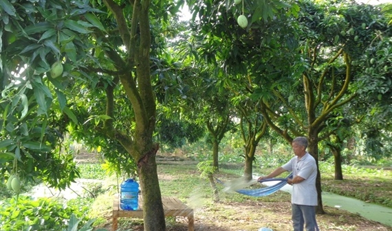 Biện pháp hạn chế tác hại của mặn cho vườn cây ăn trái