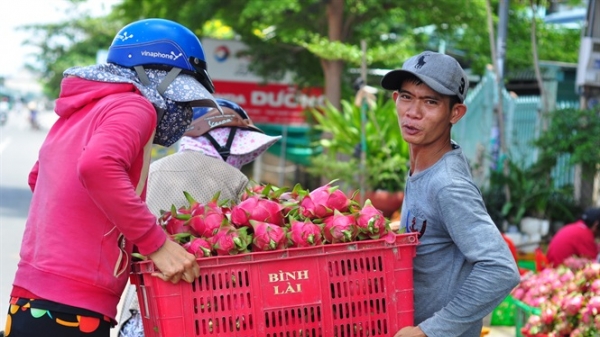Bình Thuận nuôi ước mơ thanh long thâm nhập thị trường khó tính