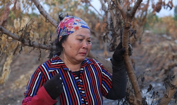 Hàng trăm cây ăn quả bị đốt cháy, nông dân ‘khóc hết nước mắt’