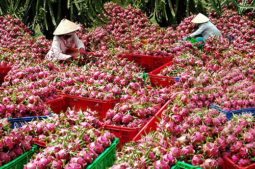 Bộ trưởng Trần Tuấn Anh giải mã thị trường Trung Quốc, gỡ khó cho xuất khẩu nông sản