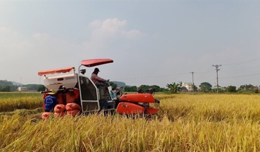 Đặc sản gạo ruộng rươi trên đất Đông Triều