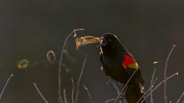 Những bức ảnh về thế giới loài chim đẹp nhất 2019