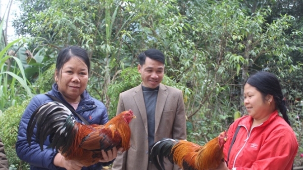 Nông dân Lục Yên chăm sóc gà sống thiến phục vụ tết