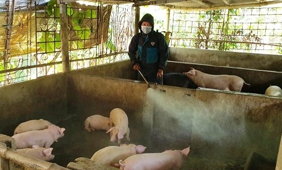Thừa Thiên- Huế: Gần 133 tỷ đồng hỗ trợ hộ chăn nuôi có lợn bị tiêu hủy