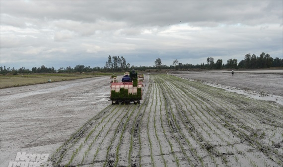 Kiên Giang: VnSAT giúp tăng giá trị ngành hàng lúa gạo